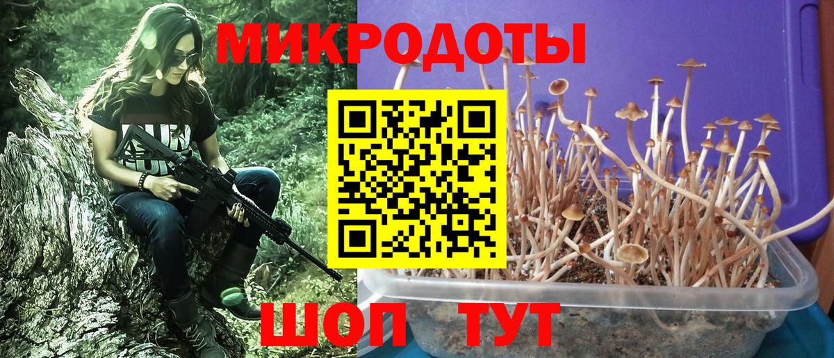Галлюциногенные грибы прущие грибы Курчалой
